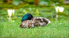 Schlafender Erpel am Teich Schlafender Erpel am Teich
