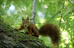 Eichhörnchen Eichhörnchen