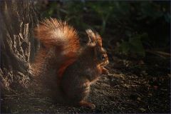 Eichhörnchen im Wald Eichhörnchen im Wald
