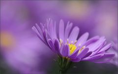 Aster