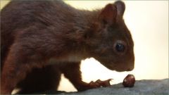 Eichhörnchen Eichhörnchen