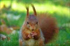 Eichhörnchen Eichhörnchen