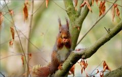 Eichhörnchen Eichhörnchen