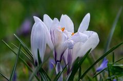 Krokusse Krokusse