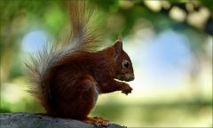 Eichhörnchen Eichhörnchen