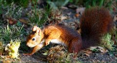 Eichhörnchen auf der Suche