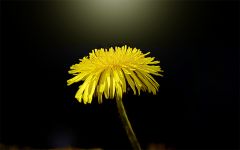 Löwenzahn Löwenzahn