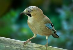 Eichelhäher Eichelhäher