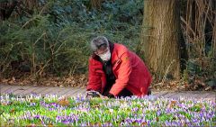 Er fotografiert Krokusse Er fotografiert Krokusse