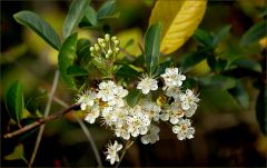 Weißdornblueten