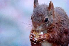 Eichhörnchen futtert einen Zwieback Eichhörnchen futtert einen Zwieback