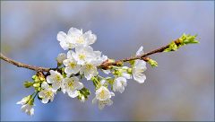 Blütenzweig Blütenzweig