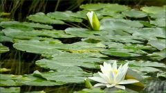 Teichrosen Teichrosen