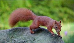 Eichhörnchen Eichhörnchen