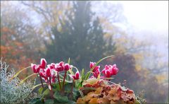 Alpenveilchen im Novembernebel