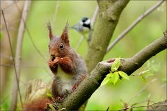 Eichhörnchen wird beobachtet Eichhörnchen wird beobachtet