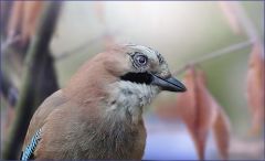 Eichelhäher Eichelhäher