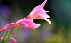 Gladiole