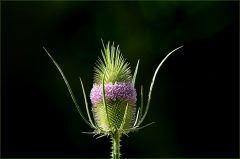 Kardeblüten Kardeblüten