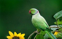 Halsbandsittich Halsbandsittich