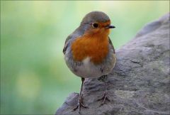 Rotkehlchen Rotkehlchen