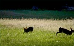 Springende Wildkaninchen Springende Wildkaninchen