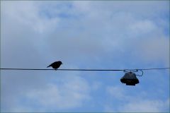 Amsel Amsel