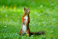 Eichhörnchen Eichhörnchen