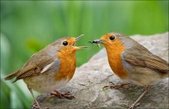 Rotkehlchen Rotkehlchen