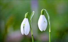 Schneeglöckchen Schneeglöckchen