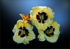 Drei Lilien Drei Lilien