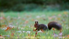 Eichhörnchen