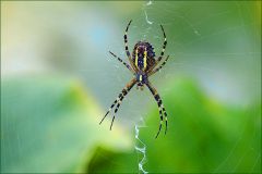 Wespenspinne