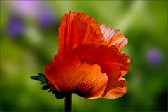 Türkischer Mohn