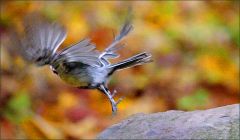 Abflug einer Meise Abflug einer Meise