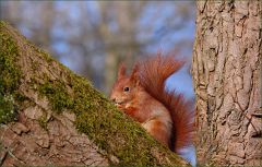Eichhörnchen Eichhörnchen