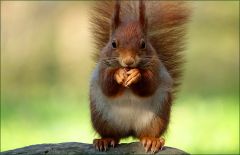 Eichhörnchen Eichhörnchen