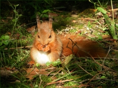 Junges Eichhörnchen