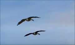 Kanadagänse im Flug Kanadagänse im Flug