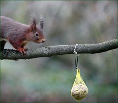 Das Eichhörnchen entdeckt den Meisenknödel