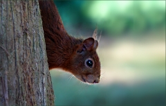 Eichhörnchen