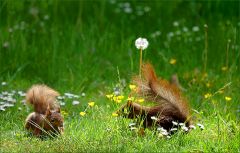 Eichhörnchen im Mai Eichhörnchen im Mai