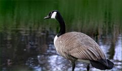 Kanadagans Kanadagans