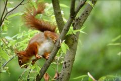 Eichhörnchen Eichhörnchen