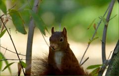 Eichhörnchen Eichhörnchen