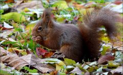 Eichhörnchen futtert eine Nuss