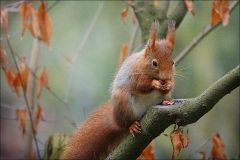 Eichhörnchen Eichhörnchen