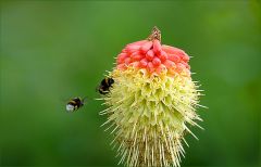 Fackellilie und zwei Hummeln Fackellilie und zwei Hummeln