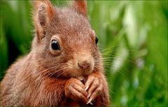 Eichhörnchen Eichhörnchen