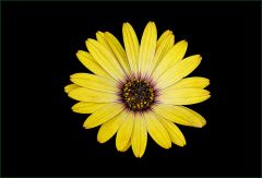 Eine Margeritenart Eine Margeritenart